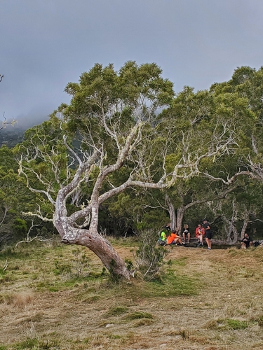 Acacia heterophylla, photograph 4