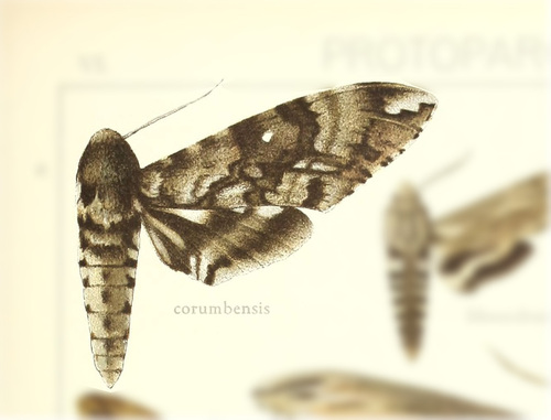 Manduca corumbensis