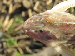 Centrodoras brachiatus