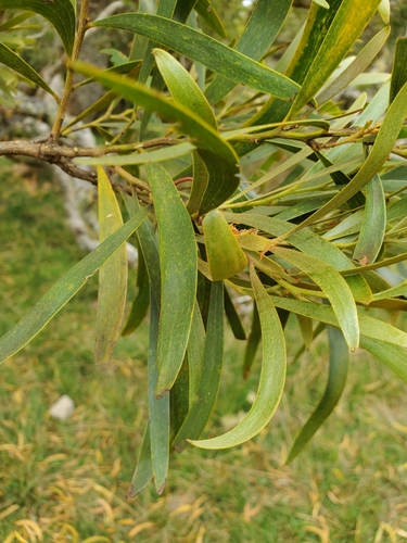 Acacia heterophylla, photograph 5