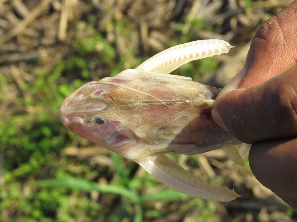 Centrodoras brachiatus