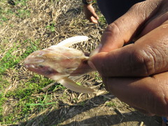 Centrodoras brachiatus