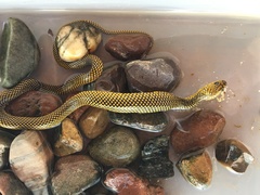 Military Ground Snake photo 4