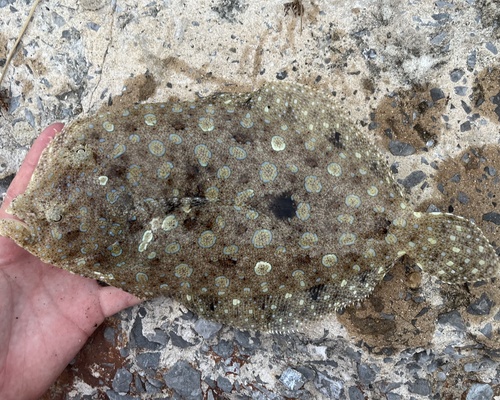 Peacock flounder (Bothus lunatus) — Bothidae — 2