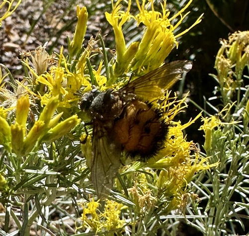 Unknown species found near Valley Rd, Colorado Springs, CO, US