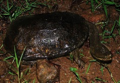 Hydromedusa tectifera