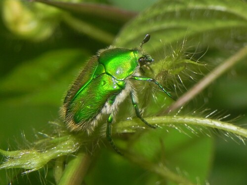 Chiloloba acuta (Wiedemann, 1823)