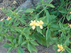 Barleria prionitis