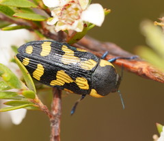 Castiarina octospilota
