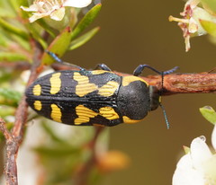 Castiarina octospilota
