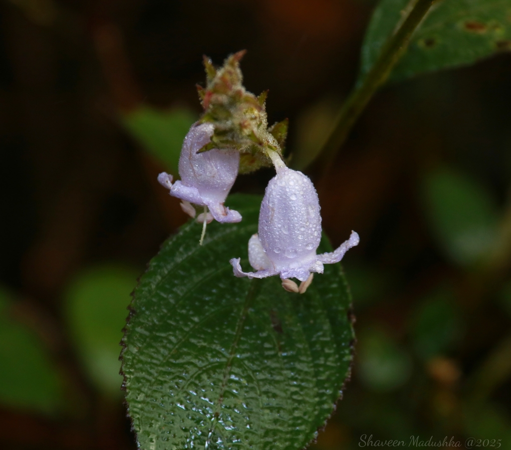 Strobilanthes viscosa