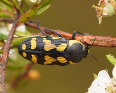 Castiarina octospilota