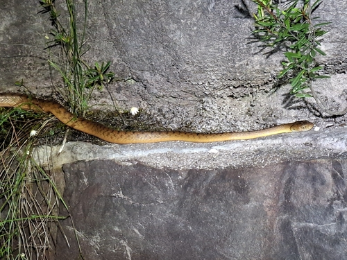 Brown Tree Snake sighting