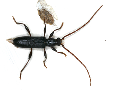 Callidiopis scutellaris