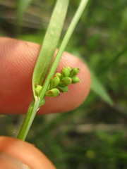 Carex meadii
