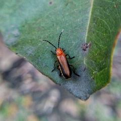 Polemiosilis piceolateralis