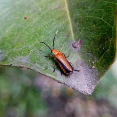 Polemiosilis piceolateralis