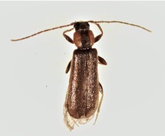 Phymatodes maculicollis