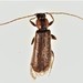 Phymatodes maculicollis - Photo (c) Ludo Leclerc, some rights reserved (CC BY-NC), uploaded by Ludo Leclerc