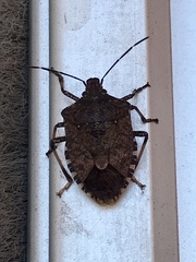 Halyomorpha halys