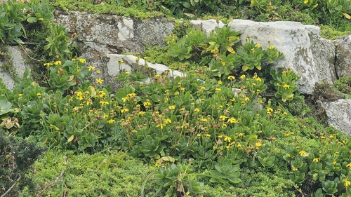 Tree Babooncabbage (Othonna arborescens)