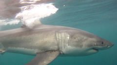 Carcharodon carcharias