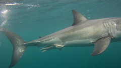 Carcharodon carcharias