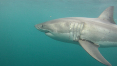 Carcharodon carcharias