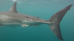 Carcharodon carcharias