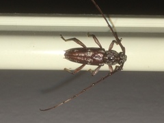 Elaphidion irroratum