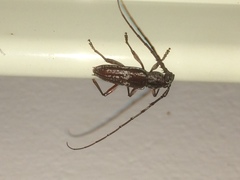Elaphidion irroratum
