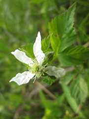 Rubus curtipes