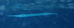 Platybelone argalus
