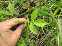 Rubus curtipes