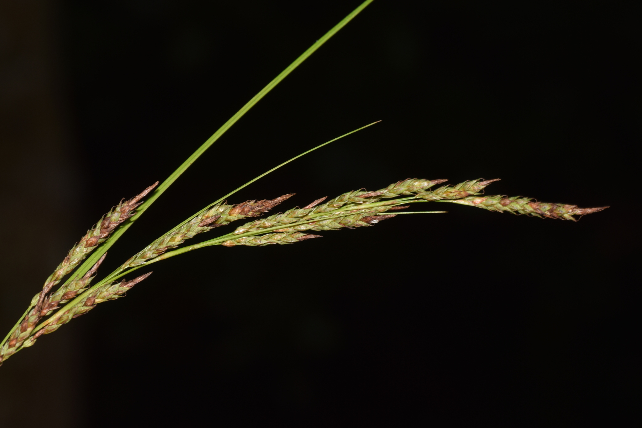 Carex brunnea