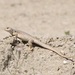 Northern Desert Iguana - Photo (c) Chris Cook, some rights reserved (CC BY-NC), uploaded by Chris Cook