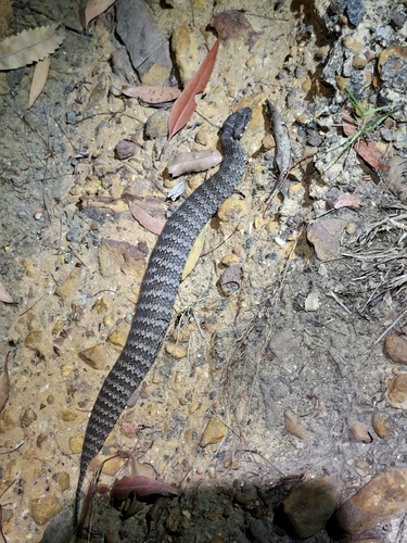 Southern Death Adder sighting