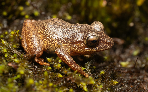 Pristimantis aureoventris