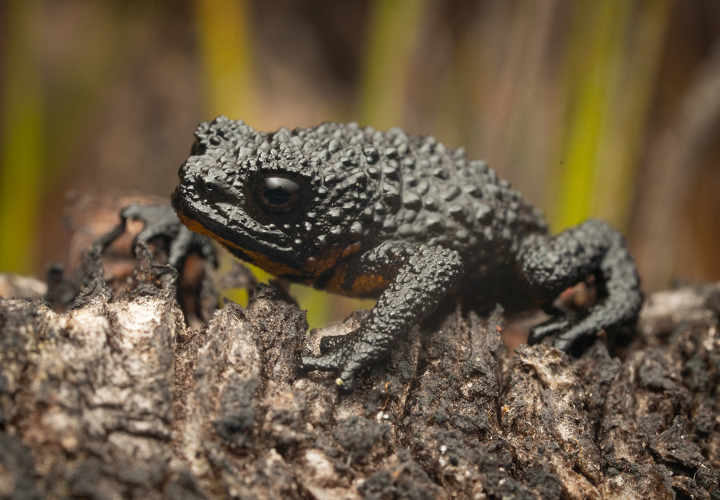 Roraima Bush Toad