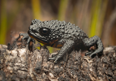 Roraima Bush Toad photo 1