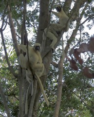 Propithecus deckenii