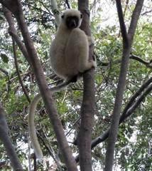 Propithecus deckenii