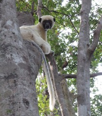Propithecus deckenii