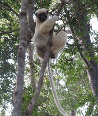 Propithecus deckenii