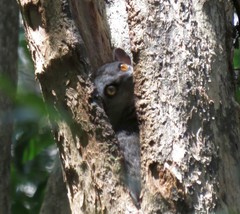 Lepilemur randrianasoloi