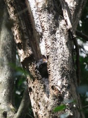 Lepilemur randrianasoloi