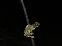 Dendropsophus microps