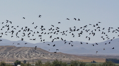 Plegadis chihi