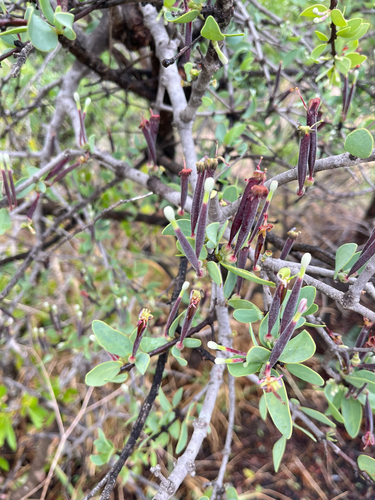 Kwekwebush (Tapinanthus quequensis)