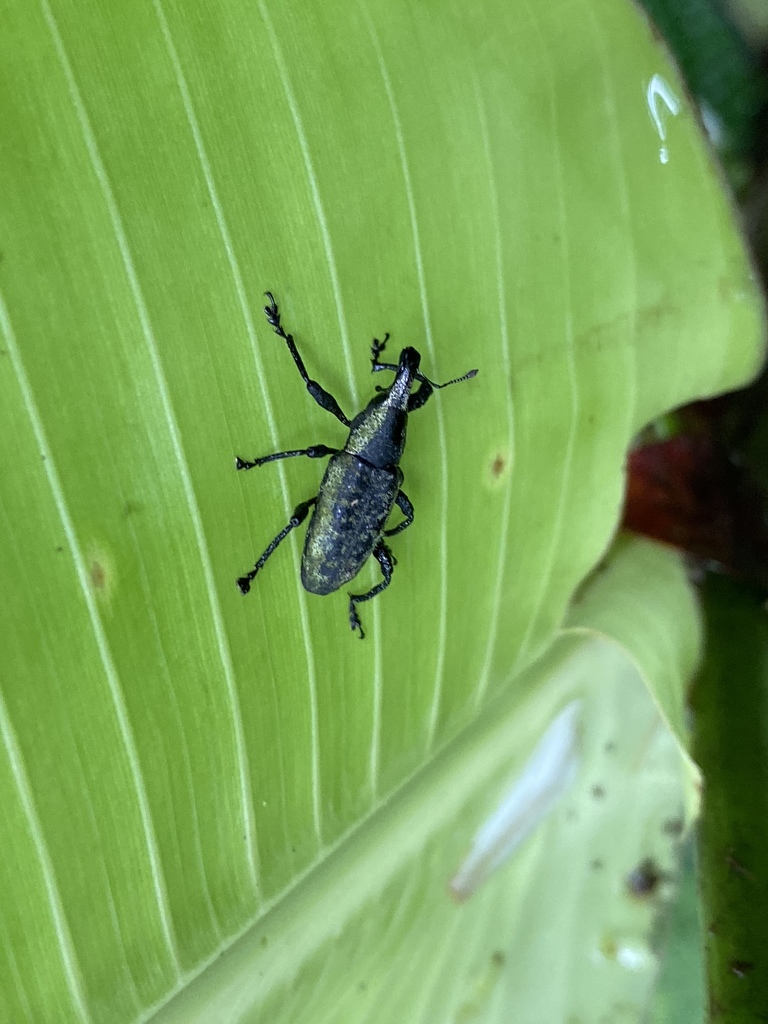 Epistrophus albomarginatus